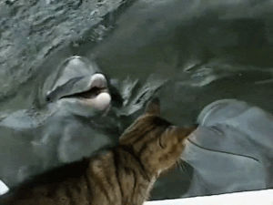 kiss,cat,dolphins