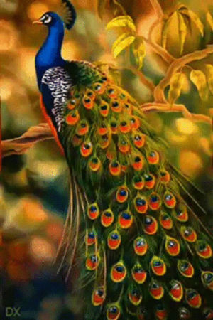 peacock,picture