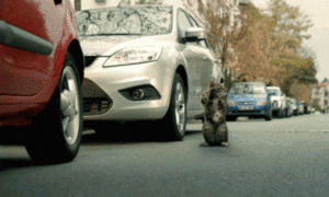 accident,cat,cute,cars,aw,issues