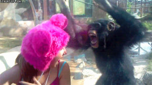 chimpanzee,chimp,dancing,animals,angry,screaming,dance party,apes