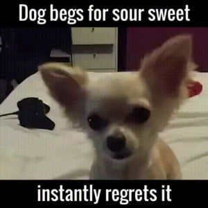 dog,sweets,beg