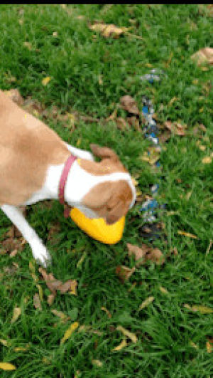 dog,lol,playing,love her,playful,pitbull,puppylove,new toy,lovet