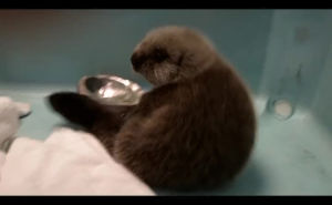 otter,fluffy,baby,sea