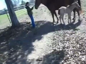 horse,baby,raww,sneezes