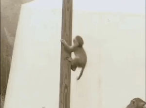 monkey,animal,back,spirit
