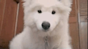 samoyed,intrigued,dog,animals,puppy,really,curious,orly