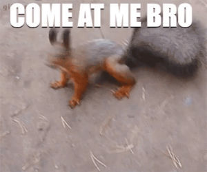 come at me bro,squirrel