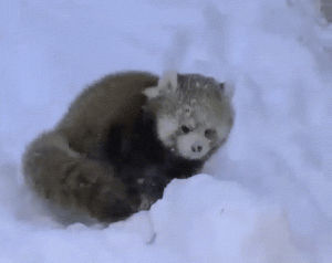 red panda,winter,nervous,jumping,funny,cute,fun,snow,jumpy,exitment