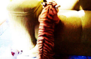 baby,tiger