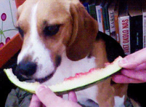 beagle,dog,animals,eating,watermelon,watermellon