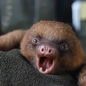 sloth,sleepy,eyebleach