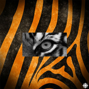 eye,tiger,suspicious,cbc,stripes,shifty