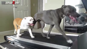 exercise,dogs,treadmill