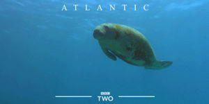 bbc,ocean,seal,atlantic,bbc2,bbc two