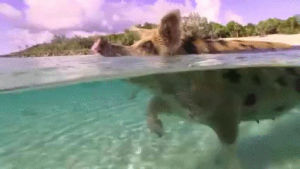 pig,swimming
