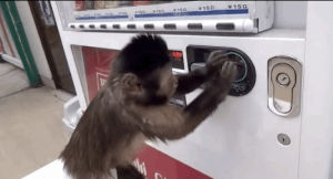 video,work,monkey,machine,as,by,told,vending