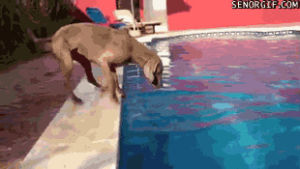 frisbee,dog,pool,from,going,pooldogs