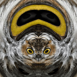 fractal,owl,lsd,liquid,eye,weird,screen,psychedelia,predator,eyes,researcher,discovery channel,creepy,wing,mask,bird,fly,hide,greek,distortion,singular,psychedelic,angry birds,mind,night,fluffy,mindfuck