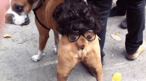 dog,costume,tail,disguise