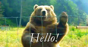 hello,hi,hey,hola,flirting,wave,greeting,hay,reactions,bear,moving pictures