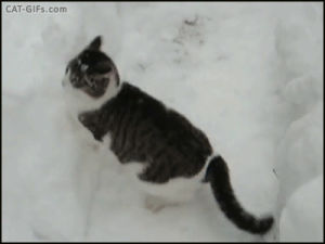 deep,snow,submarine,cat,kitty