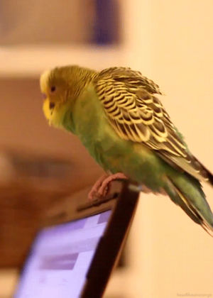 bird,parakeet,working,animals,computer,headbang