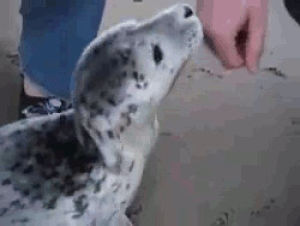 baby,seal