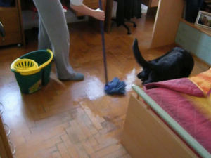 cleaning,dog,mop