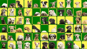 cute,dog,dogs,puppy,puppies,pup,animal planet,pups,puppy bowl