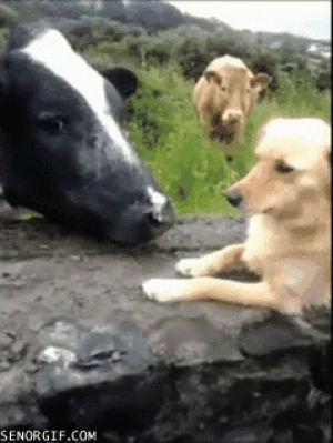 cow,jerk,annoying