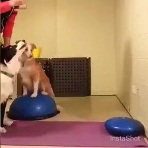 dogs,yoga