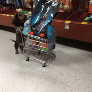 shopping,puppy,cart,struggling