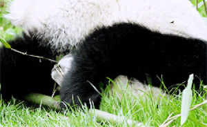 bamboo,animals,animal,play,bear,panda,cub,panda bear,baby panda,giant panda,black and white panda