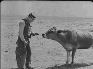buster keaton,animals,old hollywood,cows,classic cinema,go west,cinnamon roll,vintage movies,go west 1925