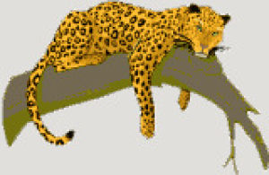 transparent,leopard