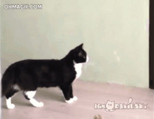 fighting,funny,walking,cat,cute,dog,animals,surprise,attack,door,room,chase