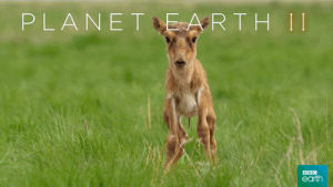 antelope,baby,cry,bbc,call,planet earth 2,grasslands