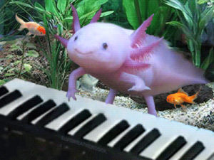axolotl,keyboard,weird,random