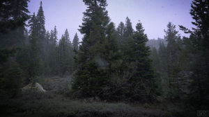 forest,snowy,morning,national,earth porn,shorts