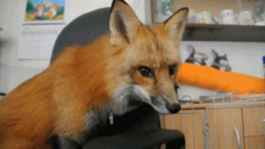sniffing,animals,fox,animal,chair,curious,smell,sniff