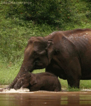 animals,elephant,swimming,splashing