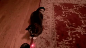 cat,laser,pointer