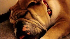 bulldog,snoring,english,eyebleach,visibly