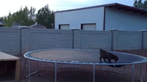 baby,goat,trampoline