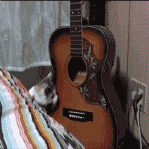 guitar,cat,cute
