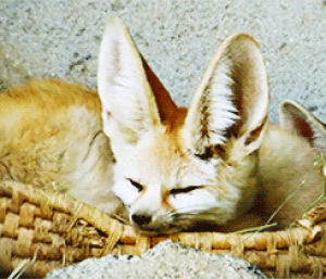 licking,fennec fox,animals,fox,sleeping
