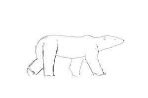 polar bear,loop,scetch