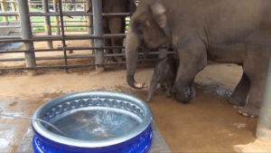 baby,time,elephant,bath