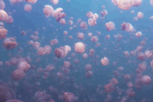 wow,palau,jellyfish,long post,marine invertebrates,underwater photography,south pacific