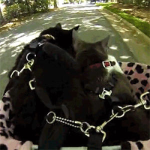 cat,funny,cute,adorable,kitten,cats,bike,bicycle,huffington post,cat bicycle,lol ifs,funny cat,rofl